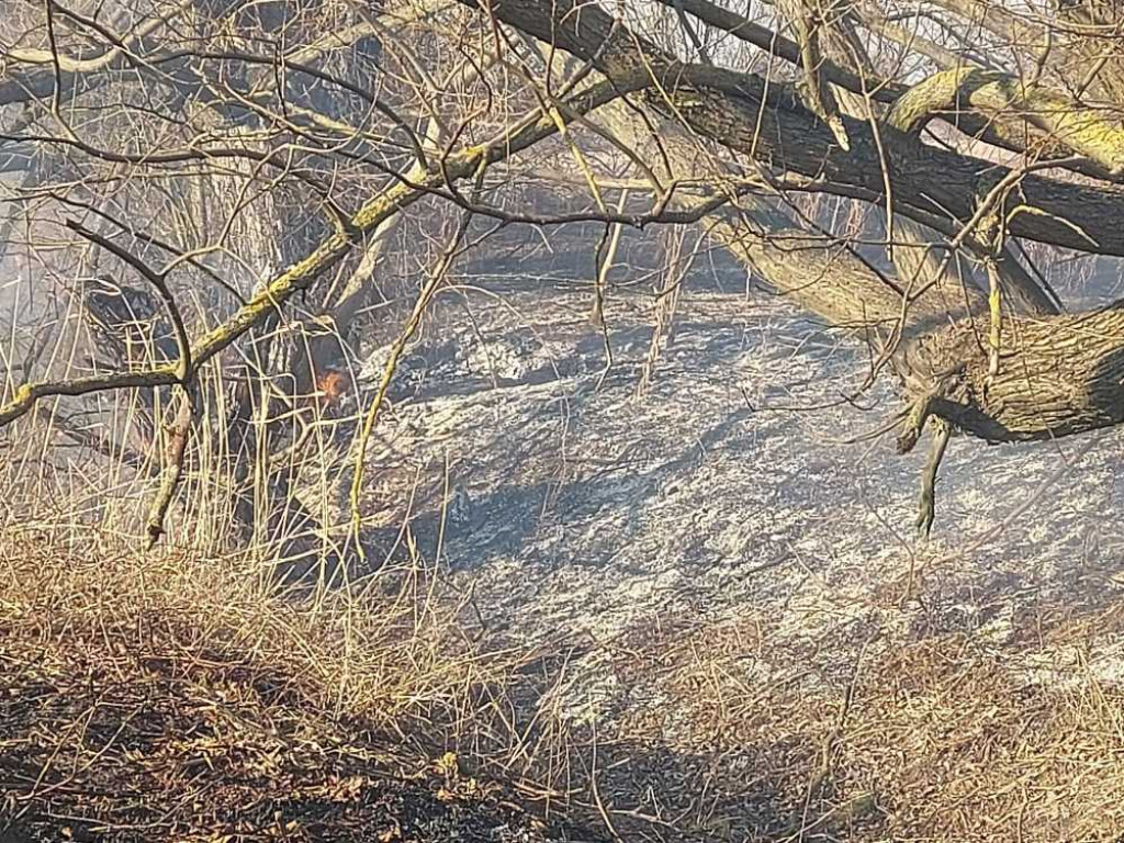 Hrubieszów: Pożar traw przy Kruczej gasiło 17 strażaków (ZDJĘCIA)