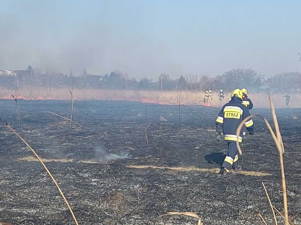 Hrubieszów: Pożar traw przy Kruczej gasiło 17 strażaków (ZDJĘCIA)