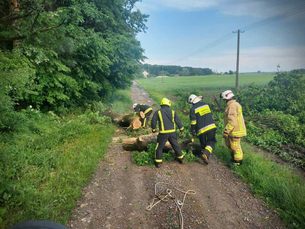 Powalone drzewa w Czerniczynie [ZDJĘCIA]