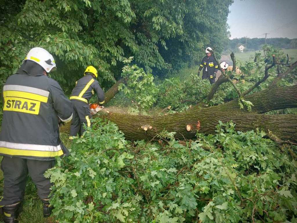 Powalone drzewa w Czerniczynie [ZDJĘCIA]