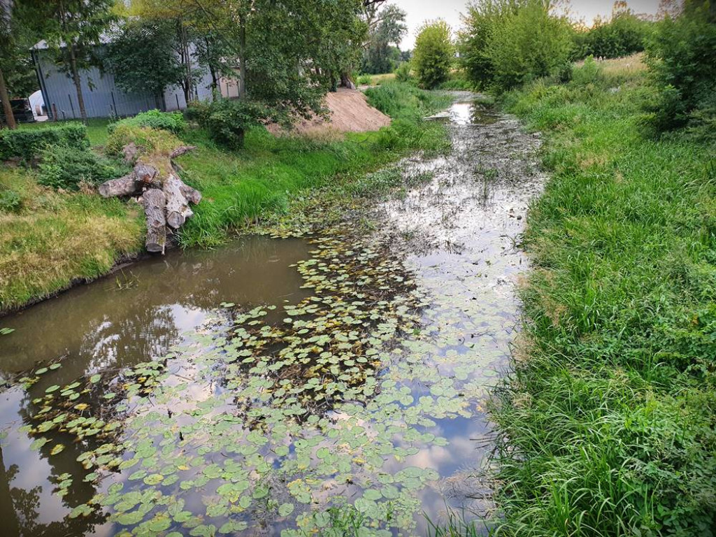 Hrubieszów: Mało wody w Huczwie... [ZDJĘCIA]