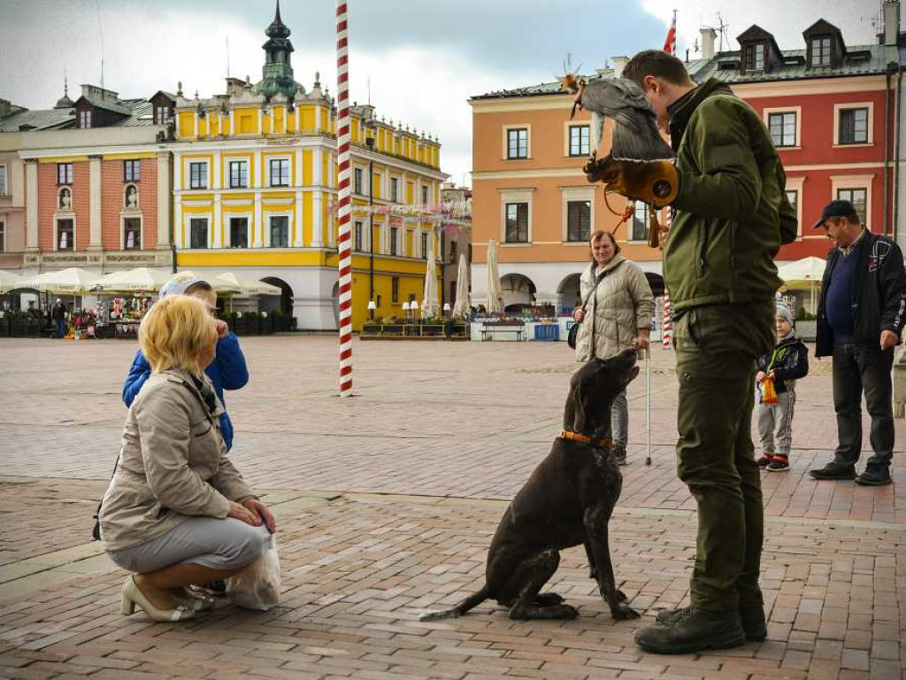 Hrubieszowscy leśnicy rozdawali sadzonki na Zamojskiej Starówce [ZDJĘCIA]