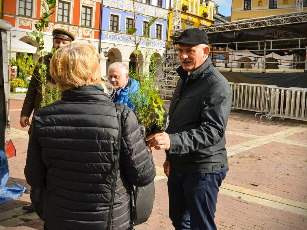 Hrubieszowscy leśnicy rozdawali sadzonki na Zamojskiej Starówce [ZDJĘCIA]