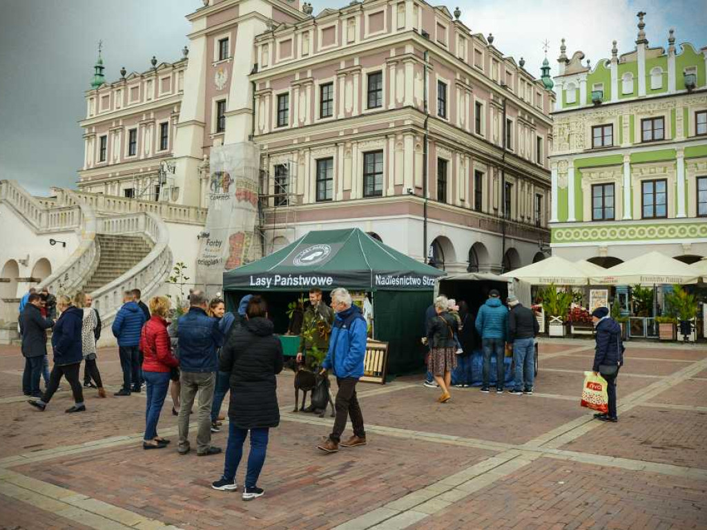Hrubieszowscy leśnicy rozdawali sadzonki na Zamojskiej Starówce [ZDJĘCIA]