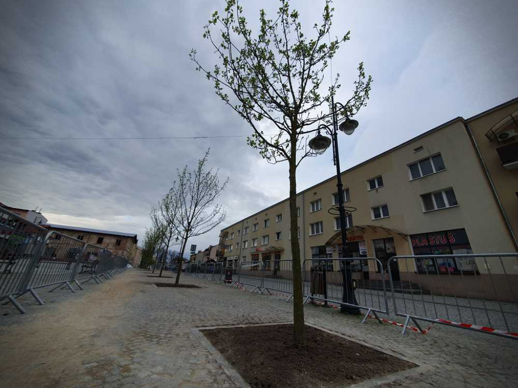 Nowe drzewa na hrubieszowskim Rynku [ZDJĘCIA]