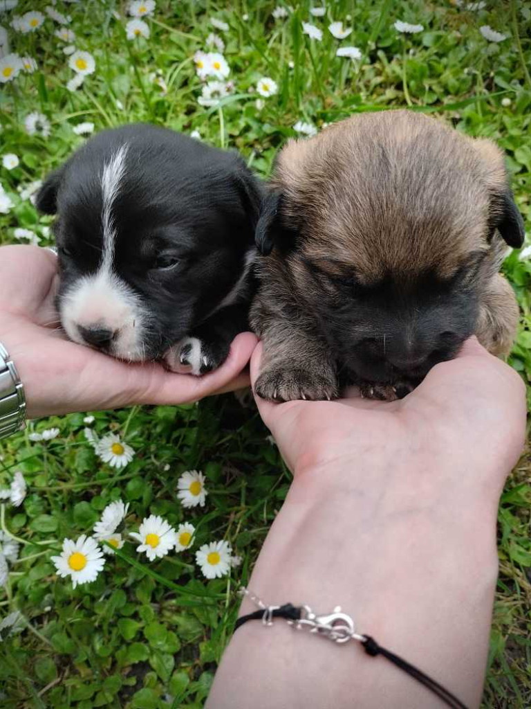 Poszukiwany dom dla piesków [ZDJĘCIA]