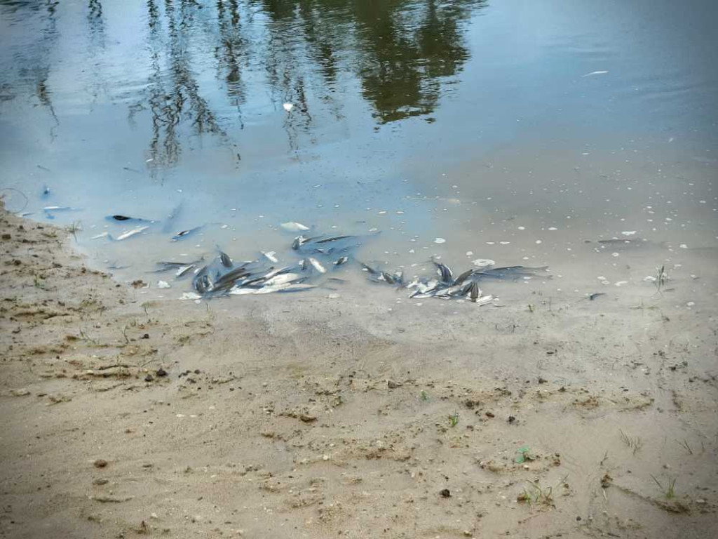 Hrubieszów: Komunikat w sprawie stanu wody w Huczwie [ZDJĘCIA]
