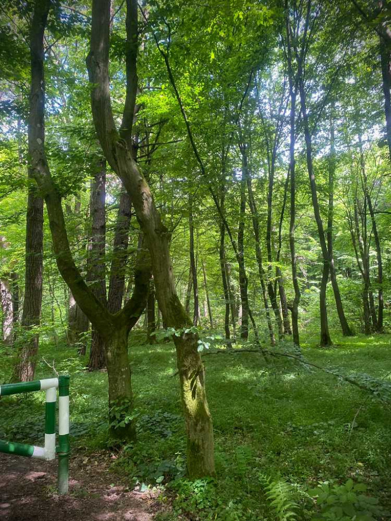 Hrubieszów: Wycieczka do Poleskiego Parku Narodowego [ZDJĘCIA]