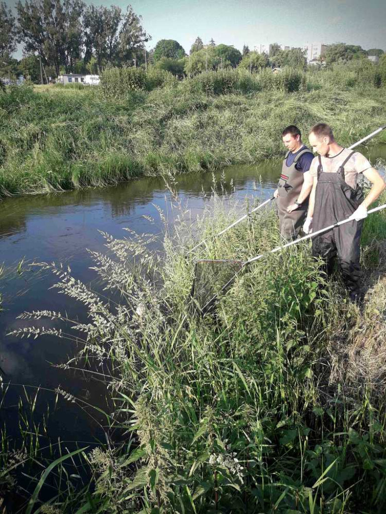 Hrubieszów: Ponad tona martwych ryb. Kto zatruł Huczwę? [ZDJĘCIA]