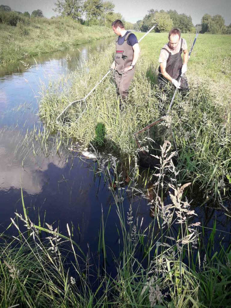 Hrubieszów: Ponad tona martwych ryb. Kto zatruł Huczwę? [ZDJĘCIA]