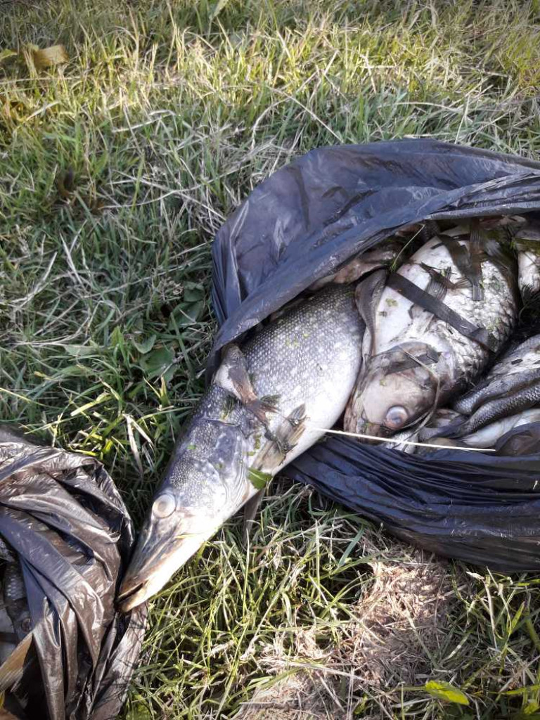 Hrubieszów: Ponad tona martwych ryb. Kto zatruł Huczwę? [ZDJĘCIA]