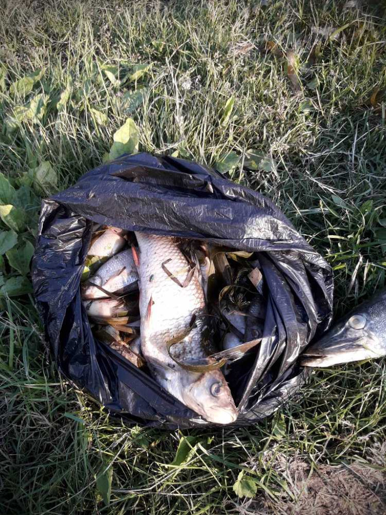 Hrubieszów: Ponad tona martwych ryb. Kto zatruł Huczwę? [ZDJĘCIA]