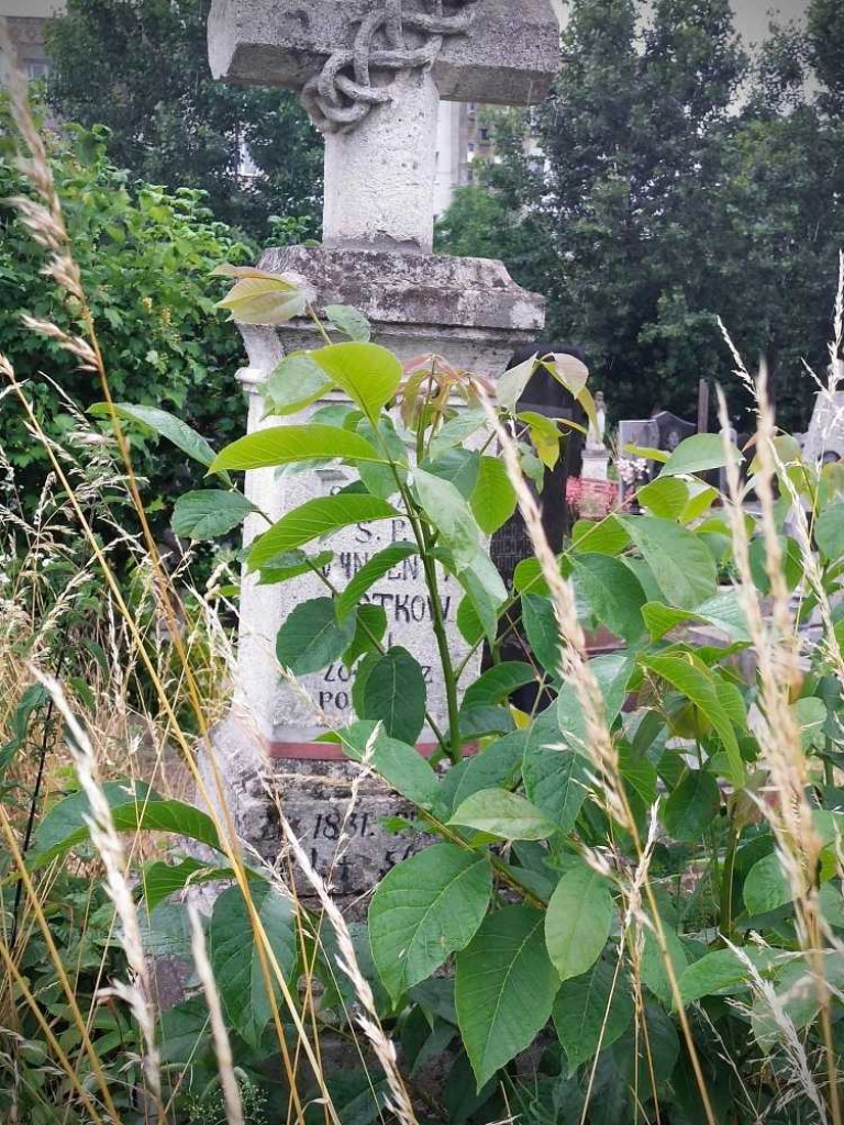 Hrubieszów: Uporządkowali polskie groby w Sokalu [ZDJĘCIA]