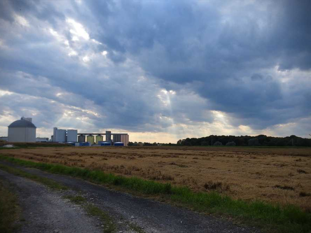 Czaple, łabędzie i kormorany za Cukrownią Werbkowice [ZDJĘCIA, WIDEO]