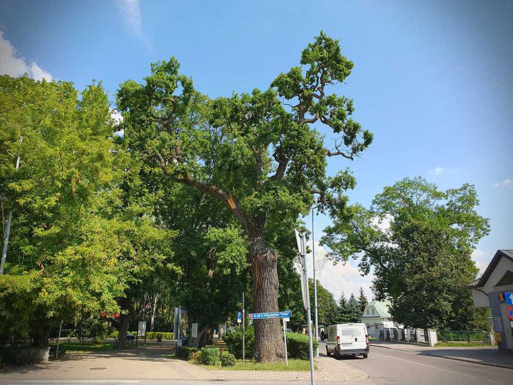 Hrubieszów: Mieszkańcy na ratunek pomnikowi przyrody [ZDJĘCIA]