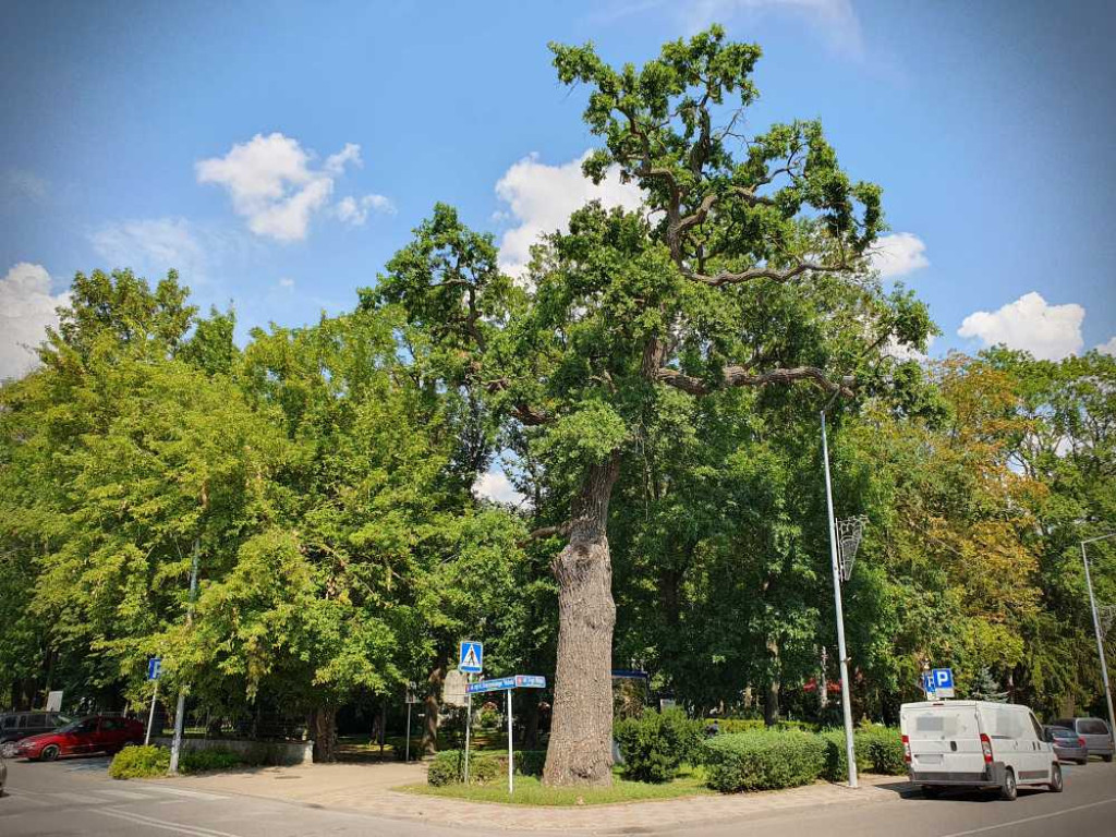 Hrubieszów: Mieszkańcy na ratunek pomnikowi przyrody [ZDJĘCIA]