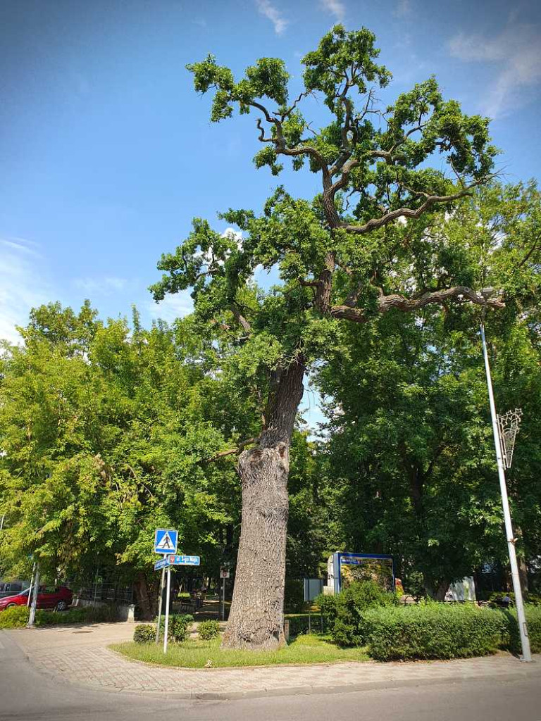 Hrubieszów: Mieszkańcy na ratunek pomnikowi przyrody [ZDJĘCIA]