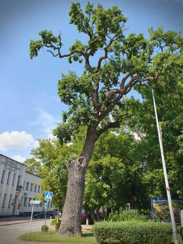 Hrubieszów: Mieszkańcy na ratunek pomnikowi przyrody [ZDJĘCIA]