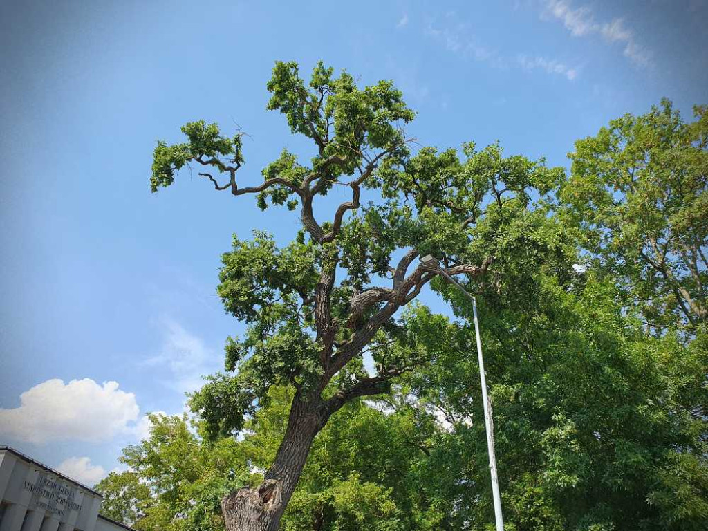 Hrubieszów: Mieszkańcy na ratunek pomnikowi przyrody [ZDJĘCIA]