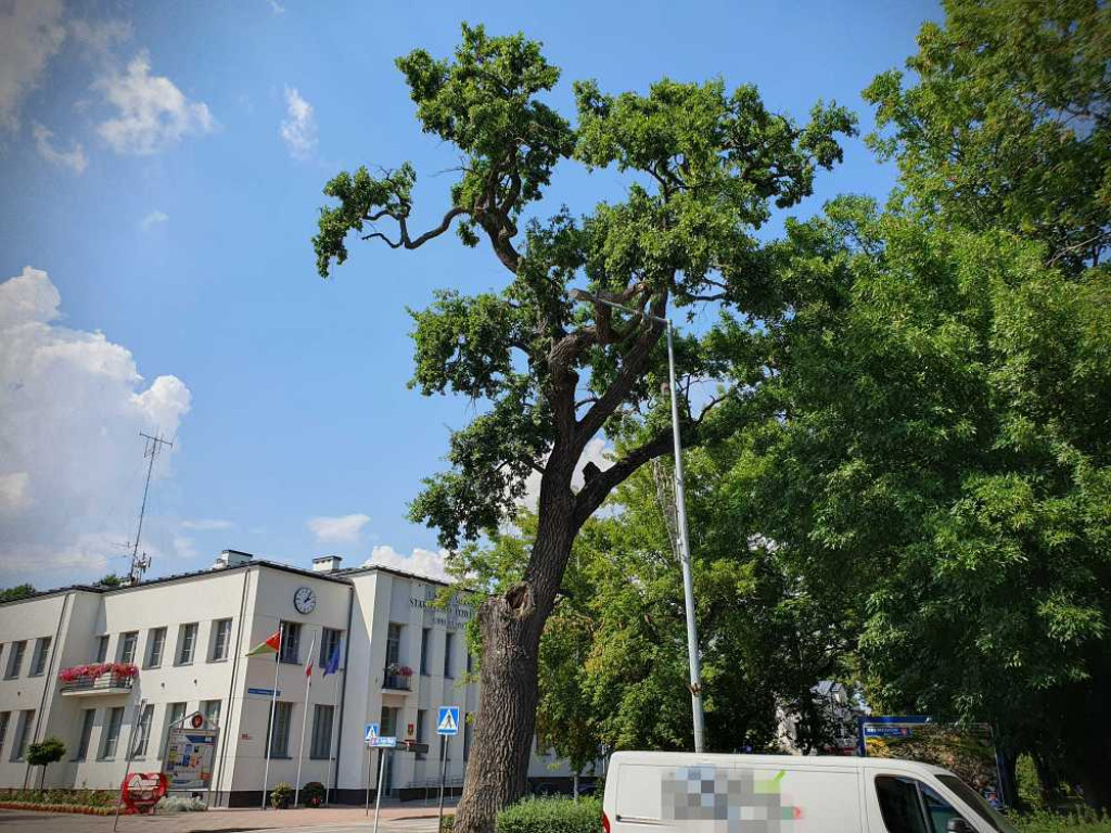 Hrubieszów: Mieszkańcy na ratunek pomnikowi przyrody [ZDJĘCIA]