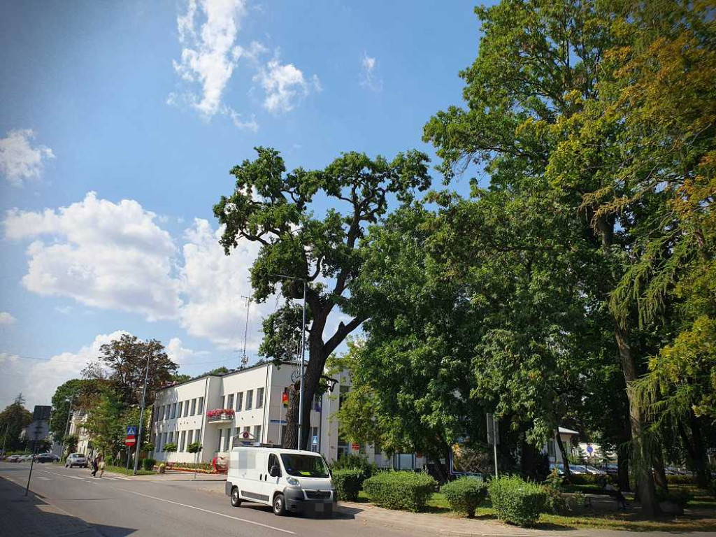 Hrubieszów: Mieszkańcy na ratunek pomnikowi przyrody [ZDJĘCIA]