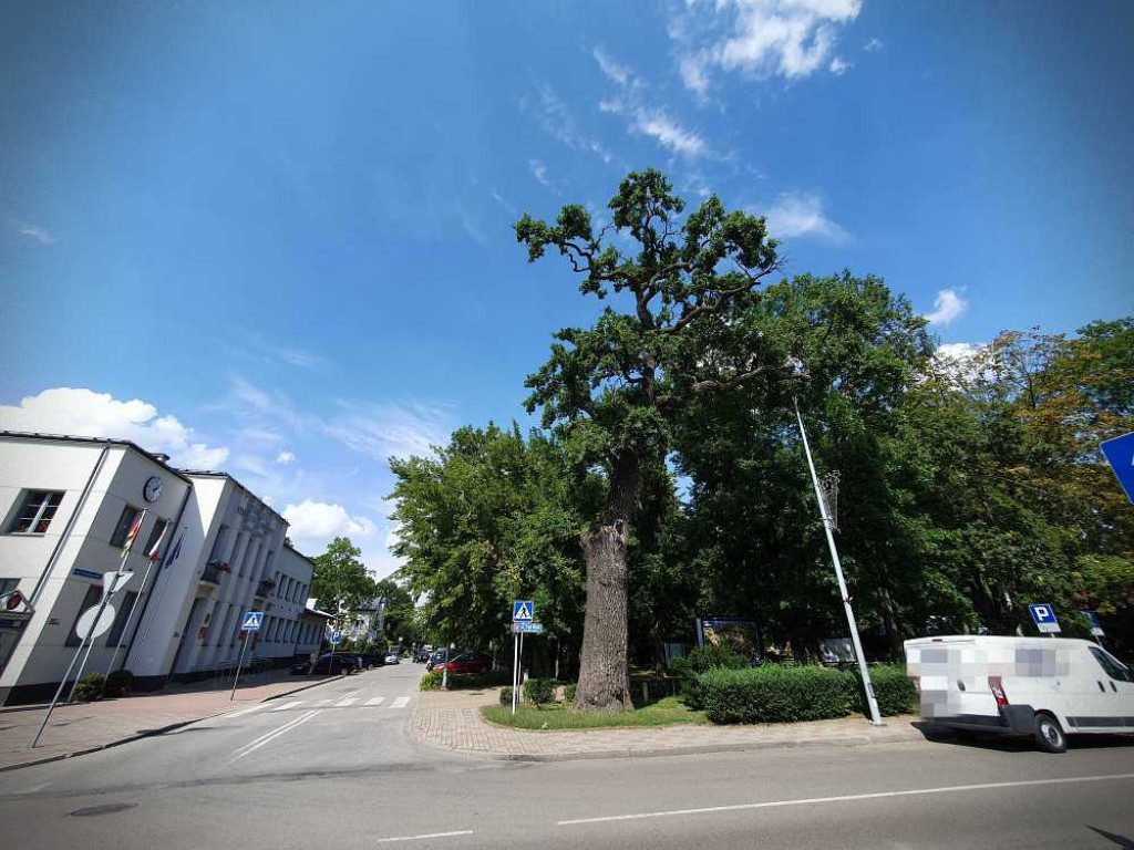 Hrubieszów: Mieszkańcy na ratunek pomnikowi przyrody [ZDJĘCIA]