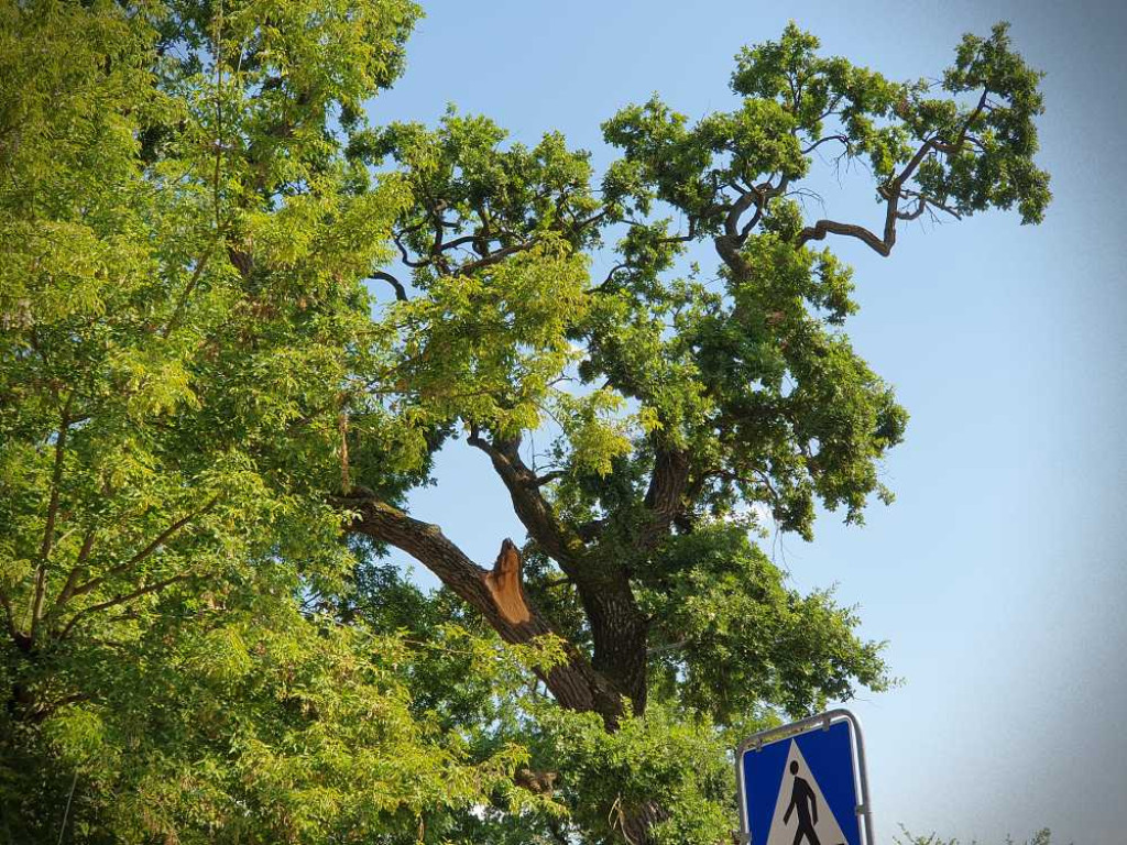 Hrubieszów: Mieszkańcy na ratunek pomnikowi przyrody [ZDJĘCIA]