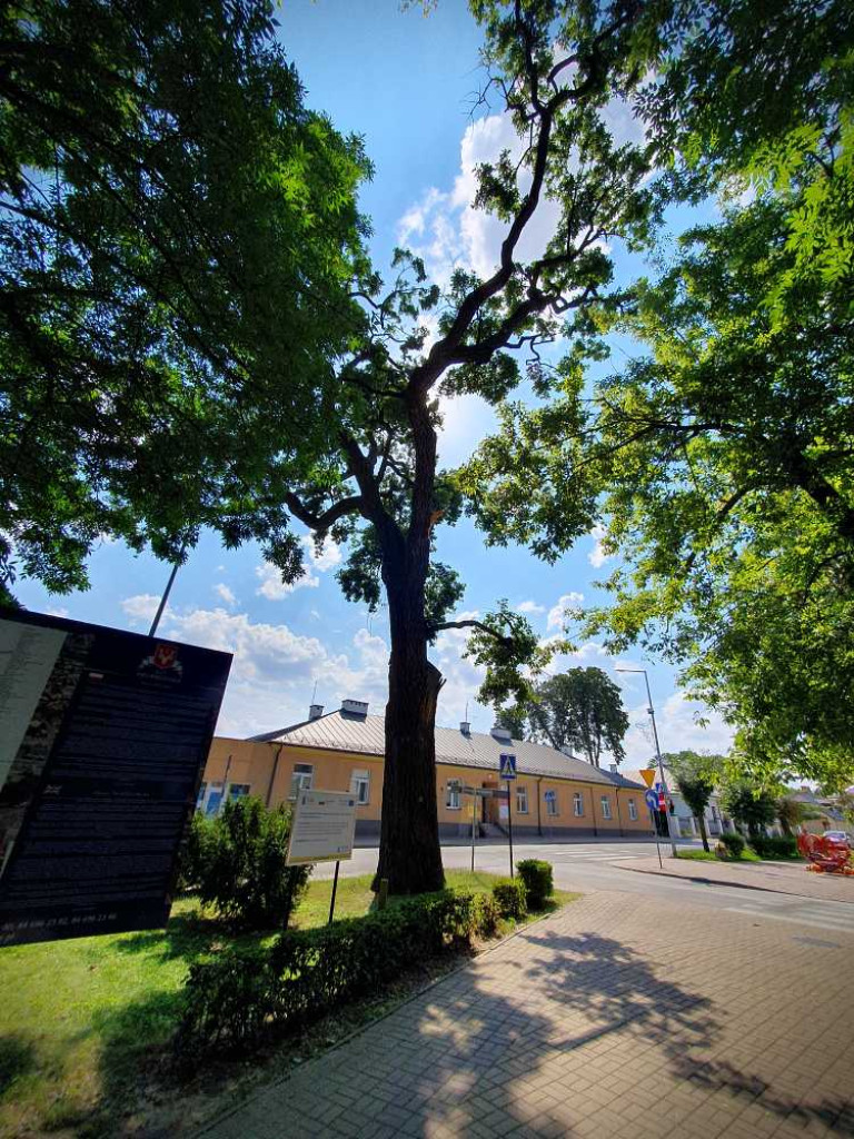 Hrubieszów: Mieszkańcy na ratunek pomnikowi przyrody [ZDJĘCIA]