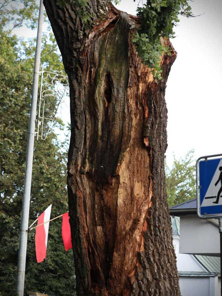 Hrubieszowski dąb [ZDJĘCIA]