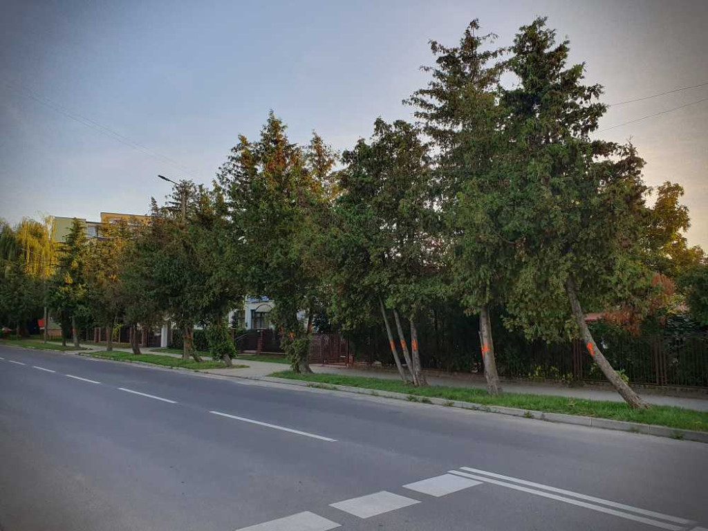 Hrubieszów: Drzewka do wycięcia...? [ZDJĘCIA]