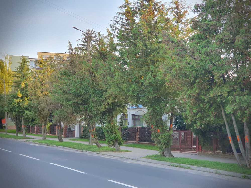 Hrubieszów: Drzewka do wycięcia...? [ZDJĘCIA]