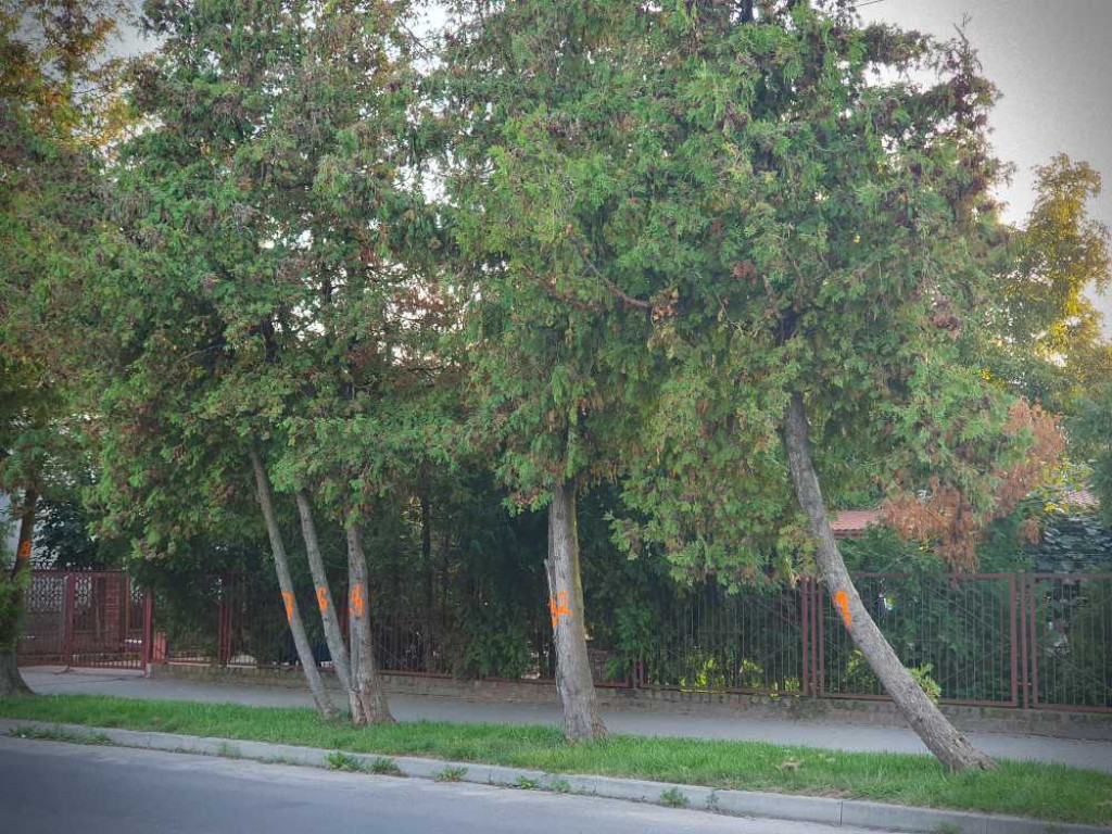 Hrubieszów: Drzewka do wycięcia...? [ZDJĘCIA]