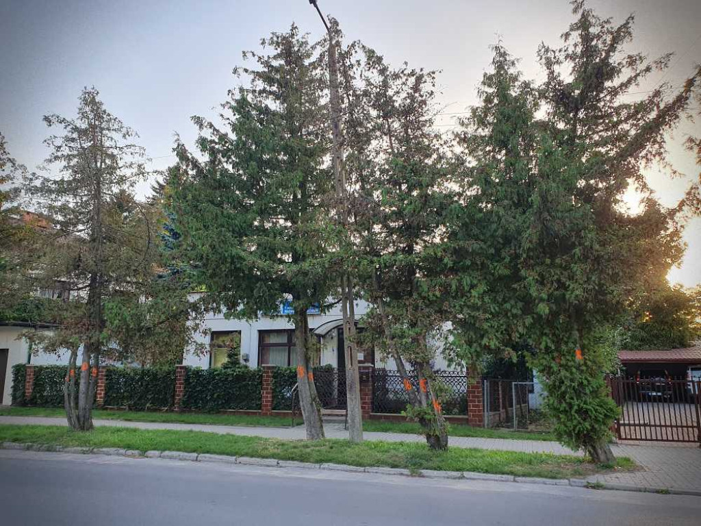 Hrubieszów: Drzewka do wycięcia...? [ZDJĘCIA]
