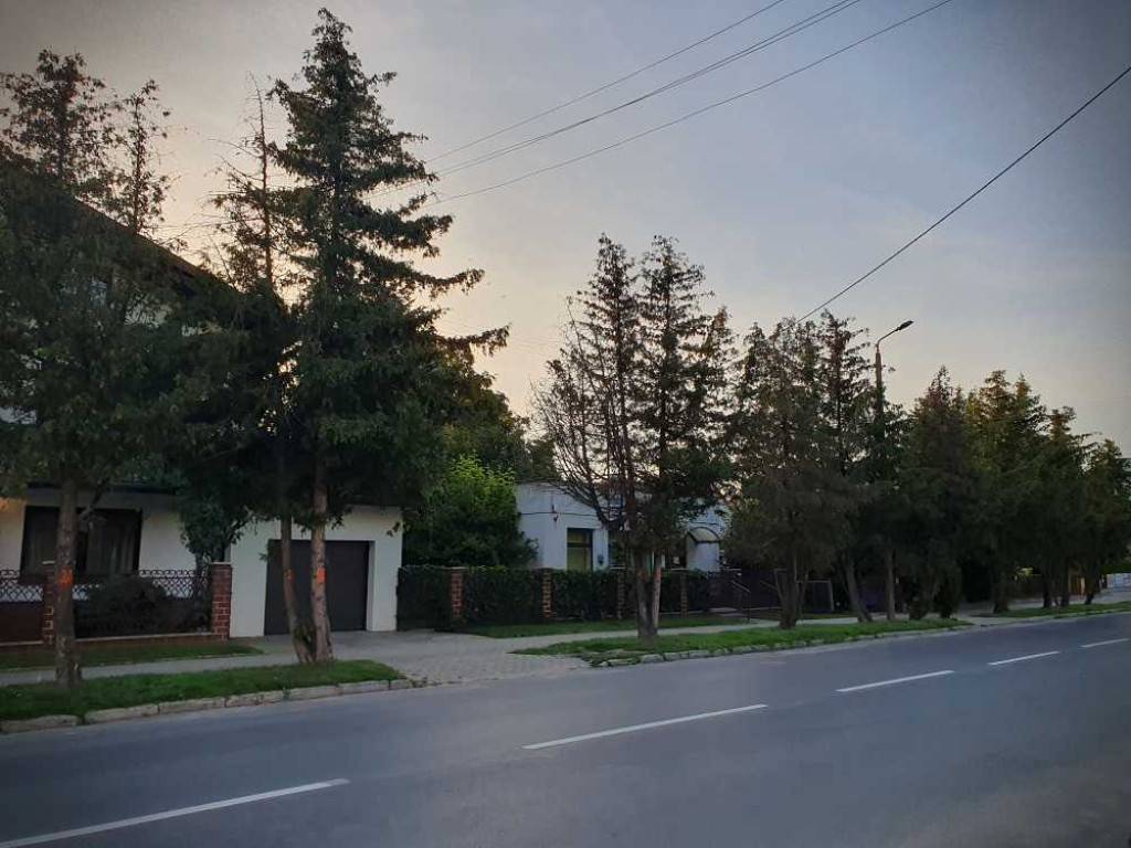 Hrubieszów: Drzewka do wycięcia...? [ZDJĘCIA]