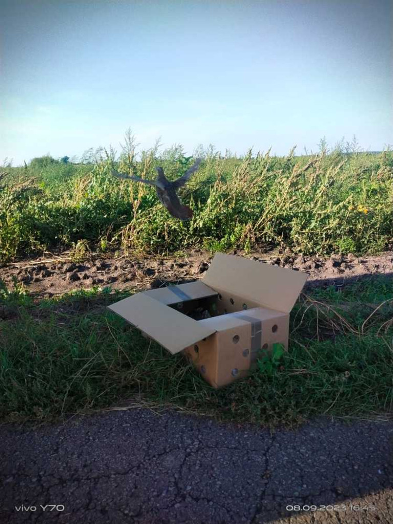 Hrubieszów: Reintrodukcja kuropatwy [ZDJĘCIA]