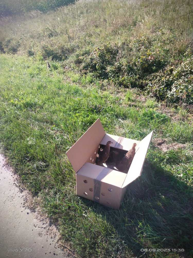 Hrubieszów: Reintrodukcja kuropatwy [ZDJĘCIA]