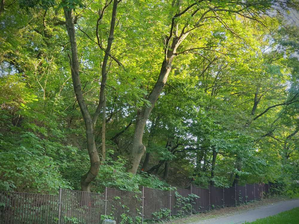 Hrubieszów: Drzewa wokół małego kościółka [ZDJĘCIA]
