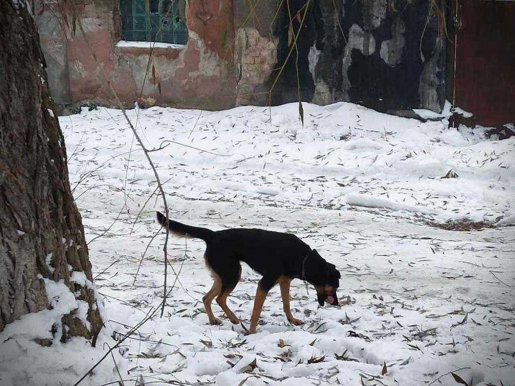 Hrubieszów: Pomoc dla zwierząt w Sokalu [ZDJĘCIA]