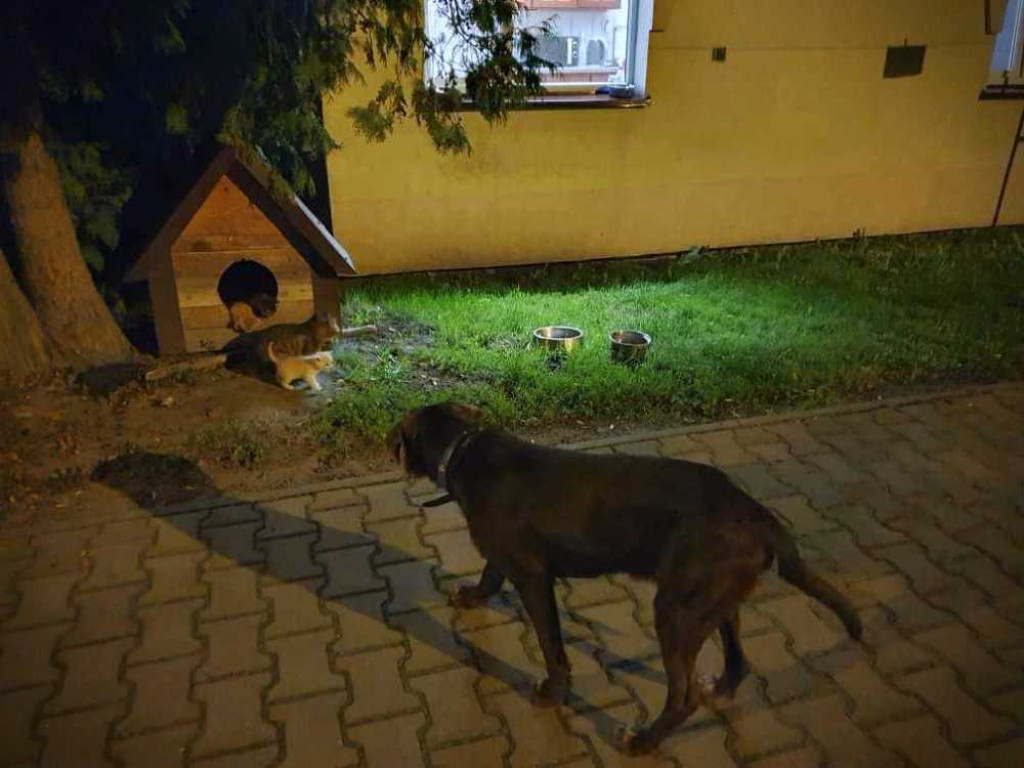 Hrubieszów: Zaginął pies. Prosimy o pomoc w odnalezieniu! [ZDJĘCIA]