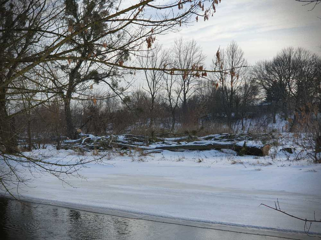 Gdzieś w Hrubieszowie... Pokot drzew nad Huczwą [ZDJĘCIA]