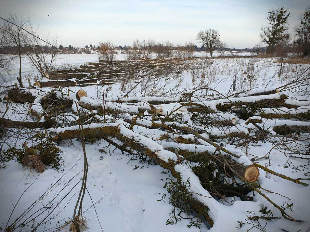 Gdzieś w Hrubieszowie... Pokot drzew nad Huczwą [ZDJĘCIA]