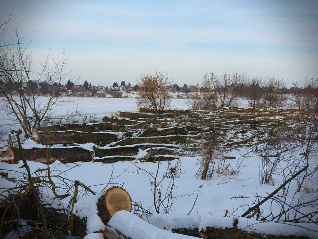 Gdzieś w Hrubieszowie... Pokot drzew nad Huczwą [ZDJĘCIA]