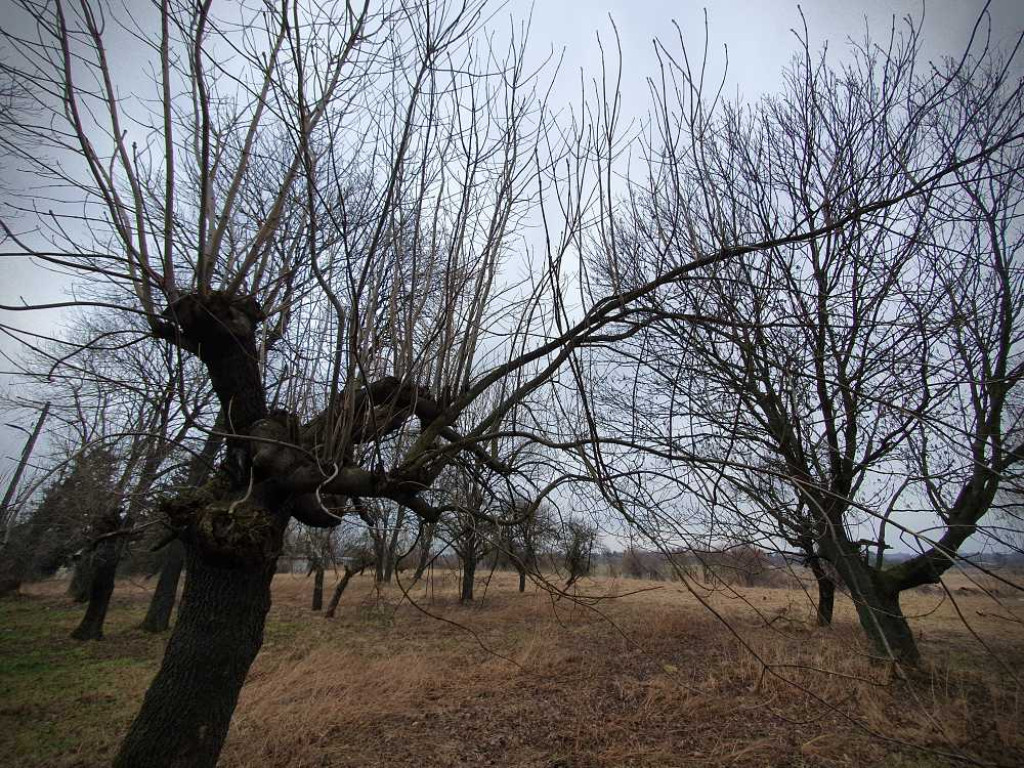 Gdzieś w Hrubieszowie... Kirkut [ZDJĘCIA]