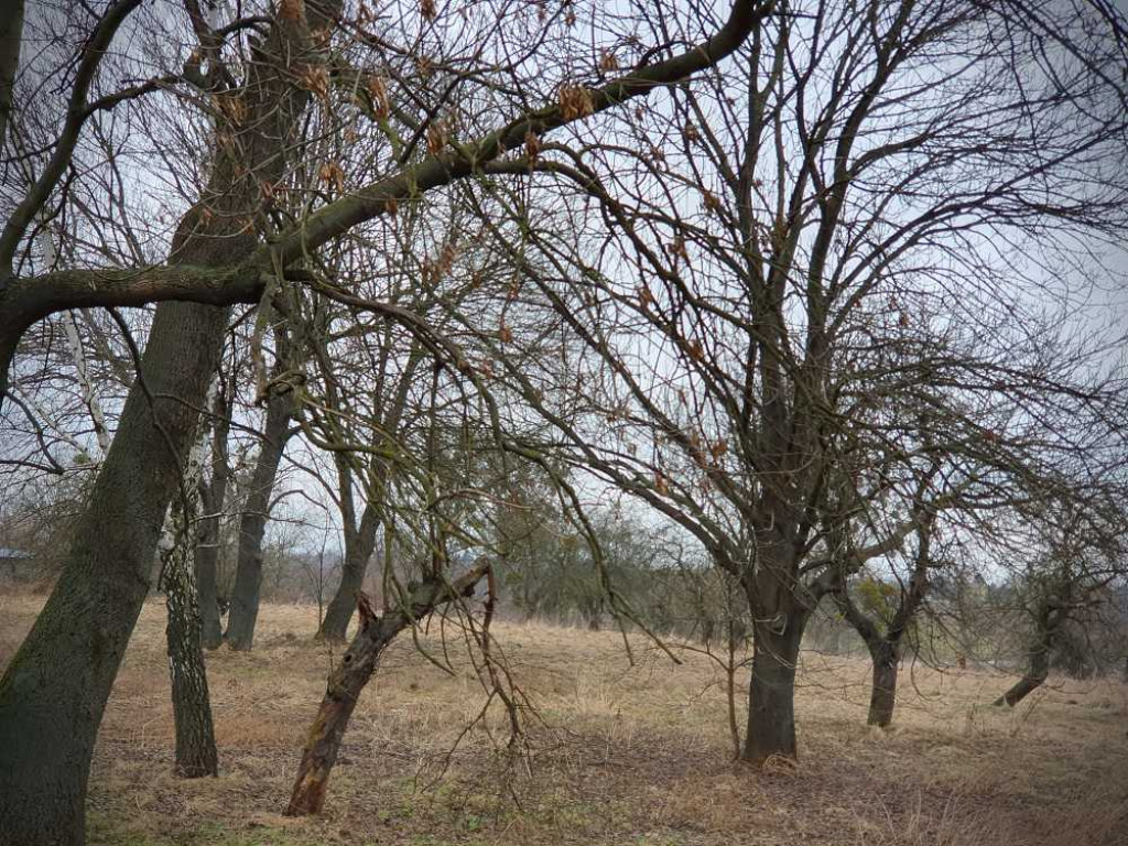 Gdzieś w Hrubieszowie... Kirkut [ZDJĘCIA]