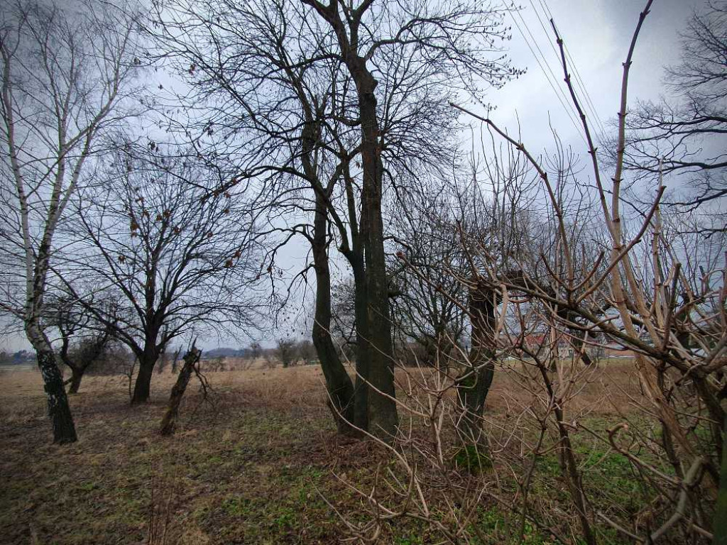 Gdzieś w Hrubieszowie... Kirkut [ZDJĘCIA]
