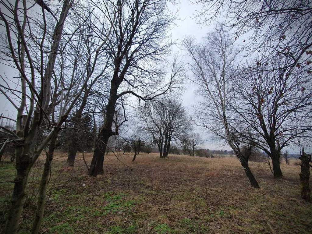 Gdzieś w Hrubieszowie... Kirkut [ZDJĘCIA]