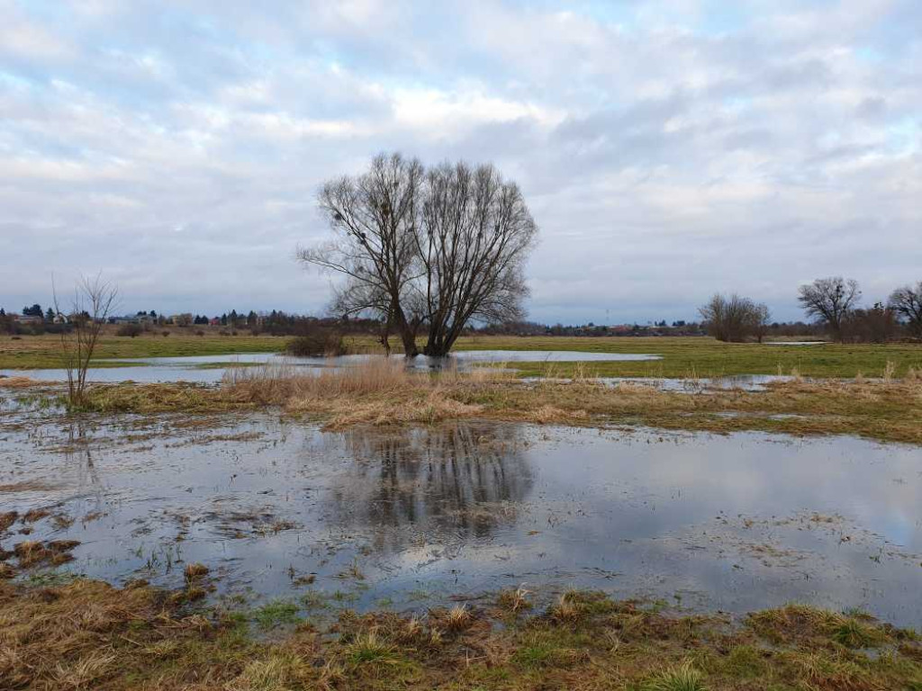 Gdzieś w Hrubieszowie... Łąki [ZDJĘCIA]