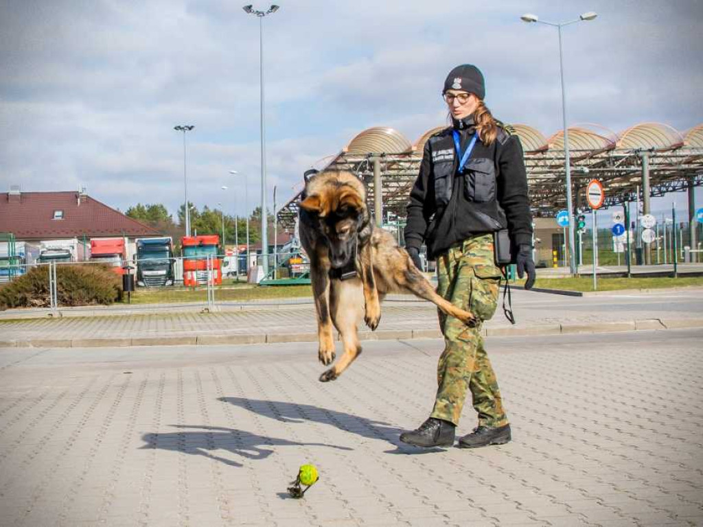 Przewodniczki psów służbowych w NOSG [ZDJĘCIA, WIDEO]