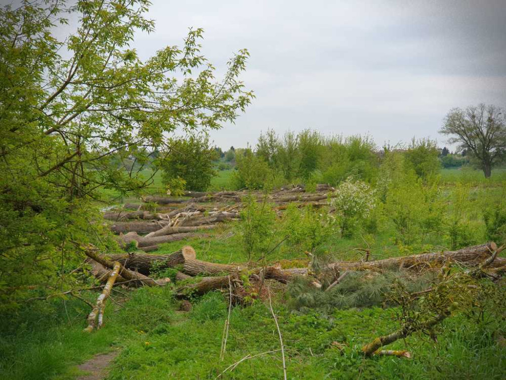 Gdzieś w Hrubieszowie... Łąki nad Huczwą [ZDJĘCIA]