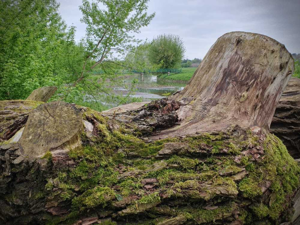 Gdzieś w Hrubieszowie... Łąki nad Huczwą [ZDJĘCIA]